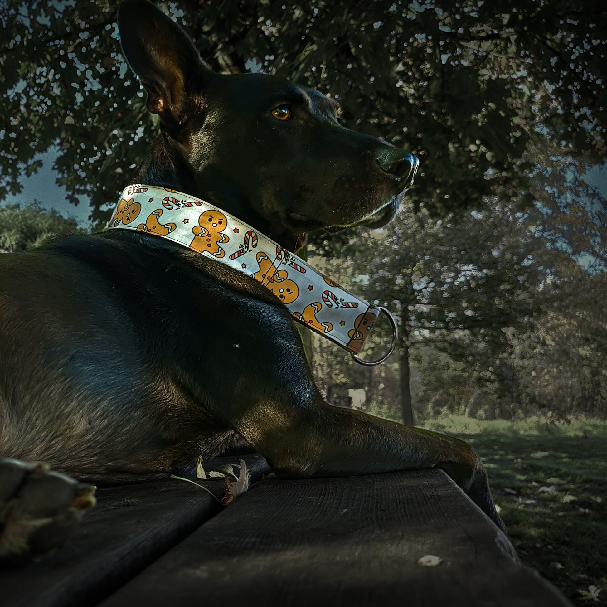 un chien noir couché type malinois avec une collier pour chien ti biscuit de shrek pour fêter noel