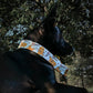 un chien noir avec un collier pour chien de noel avec un motif pain d'épice de noel comme ti biscuit dans shrek. Il casse des sucres d'orge