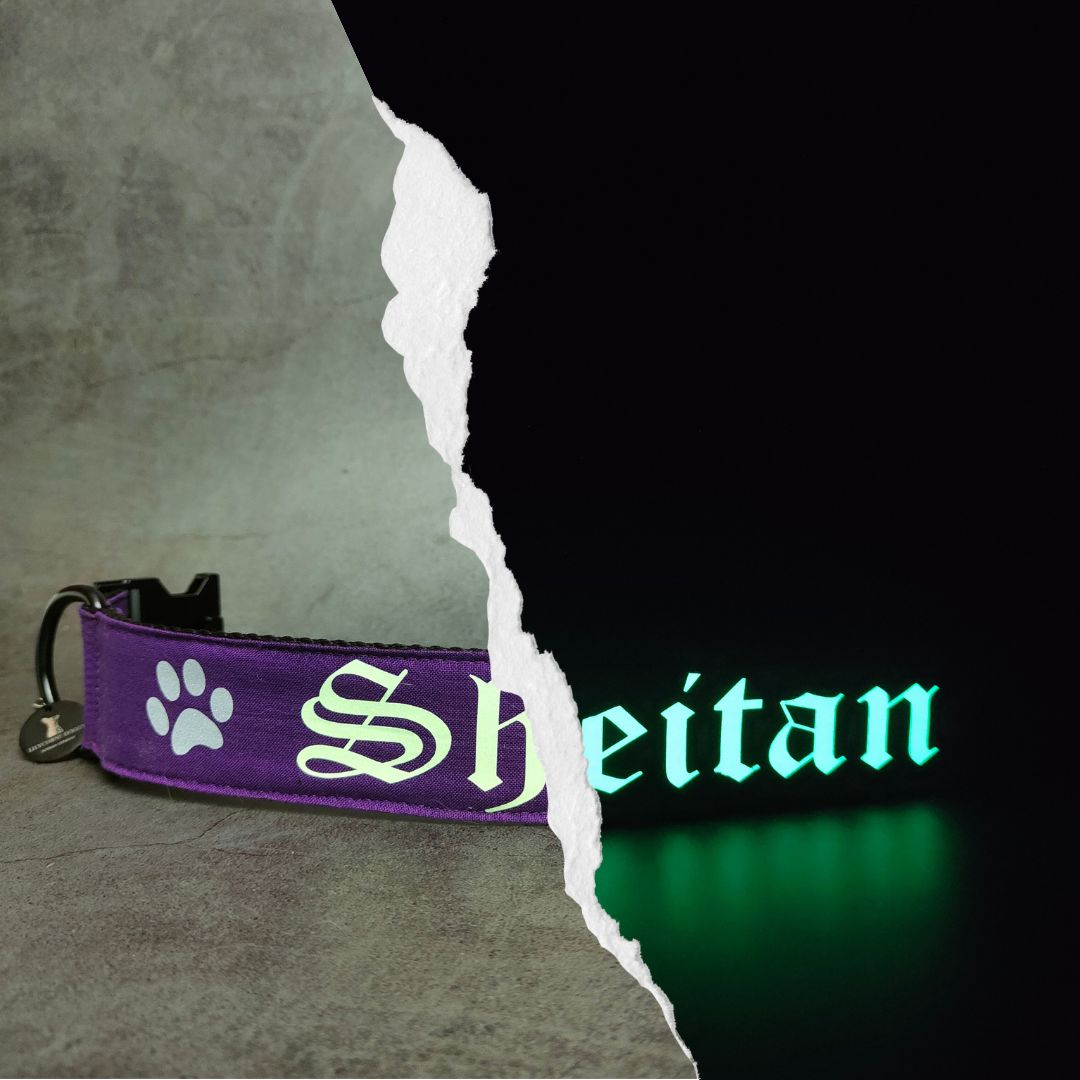 Collier personnalisé pour chien avec le prénom Sheitan en couleur violet. Le collier pour chiot est unique et personnalisable