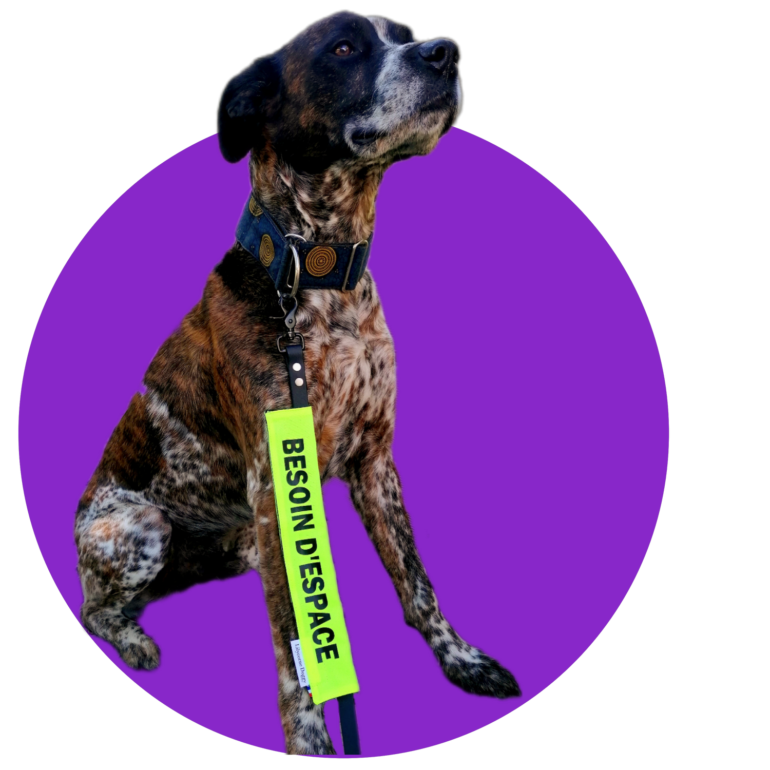 Lilycorne Doggy créations artisanales d'accessoires pour chiens –  Lilycornedoggy