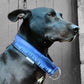 Collier pour chien - Noctis