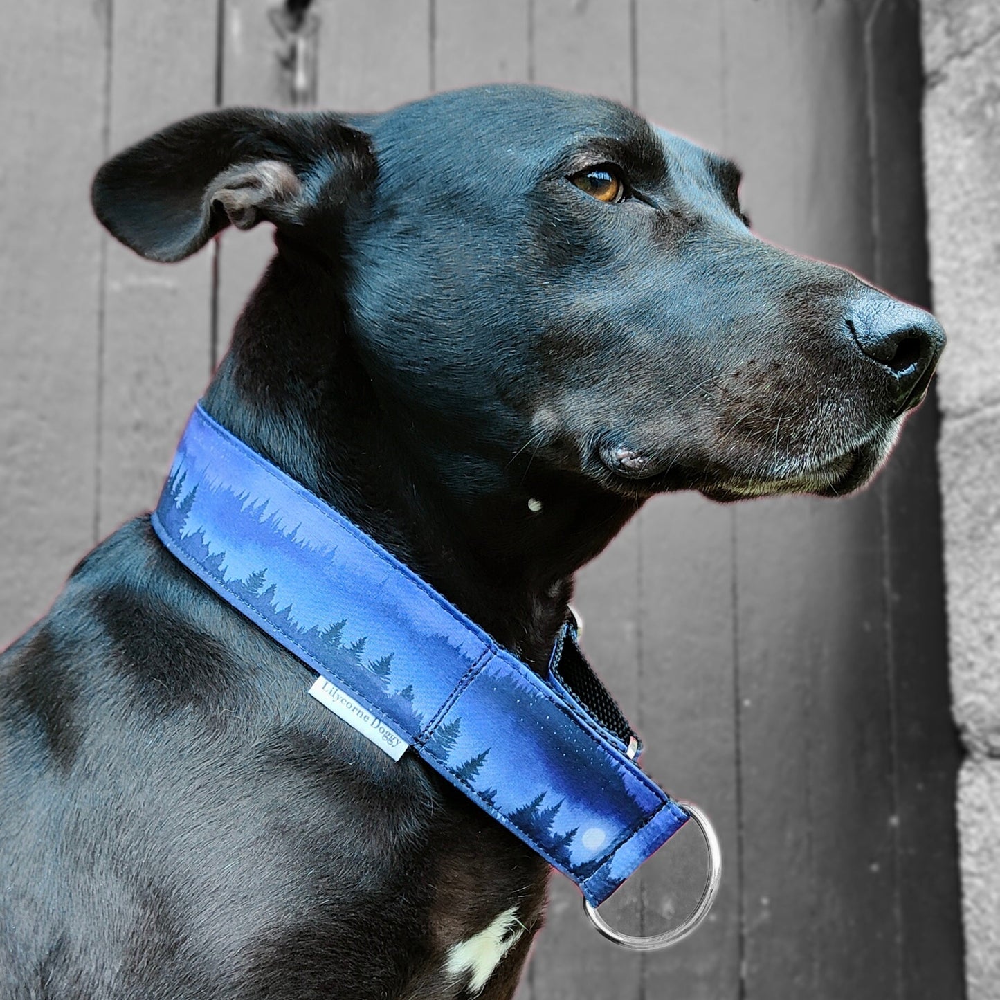 Collier pour chien - Noctis