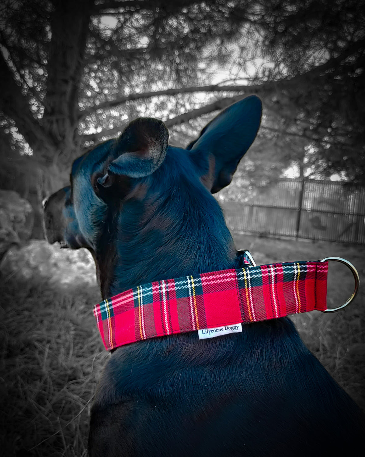 Collier pour chien - Automne Écossais