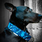 Collier pour chien - Azur