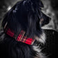 Collier pour chien - Automne Écossais