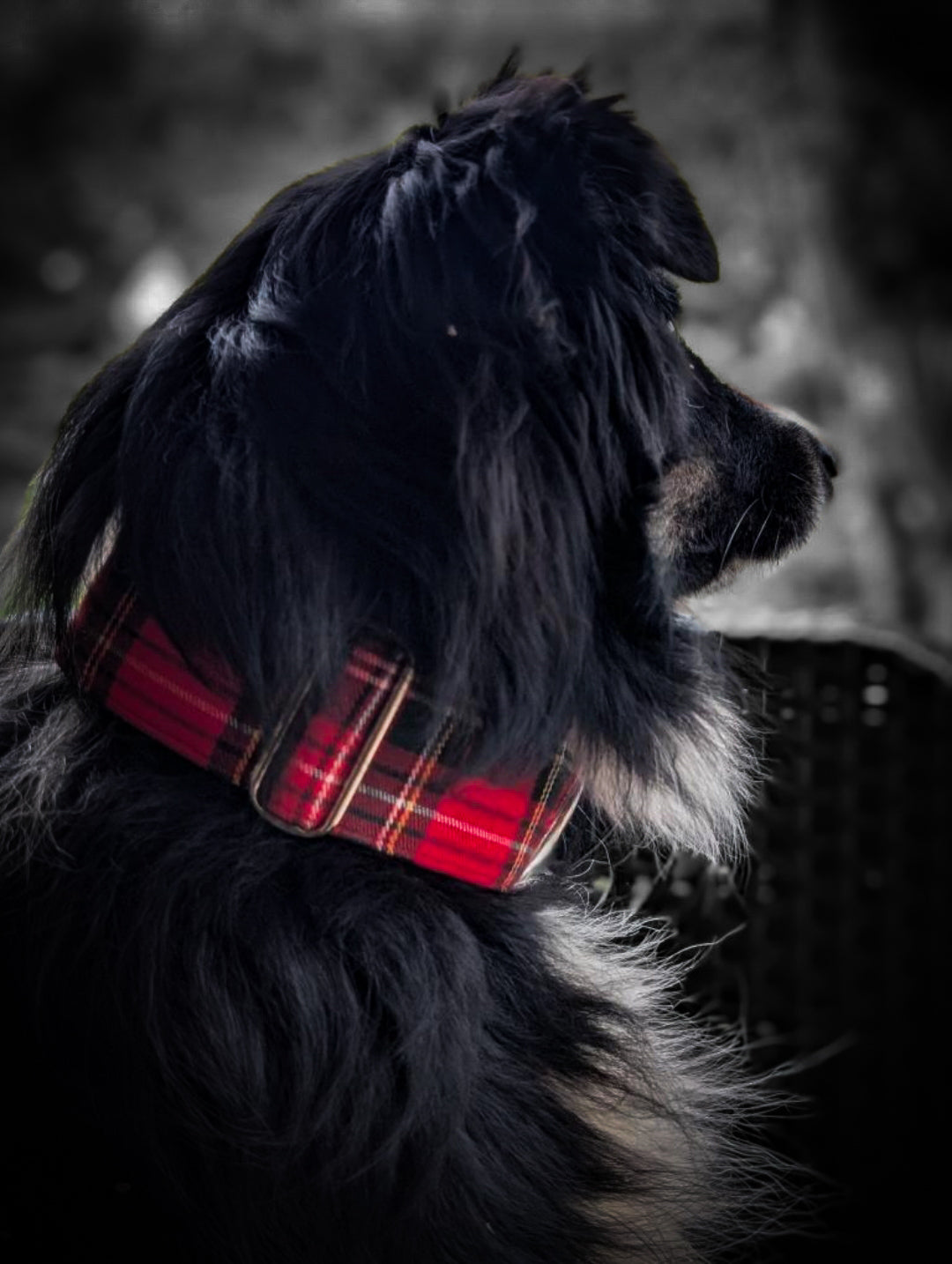 Collier pour chien - Automne Écossais