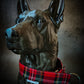 Collier pour chien - Automne Écossais