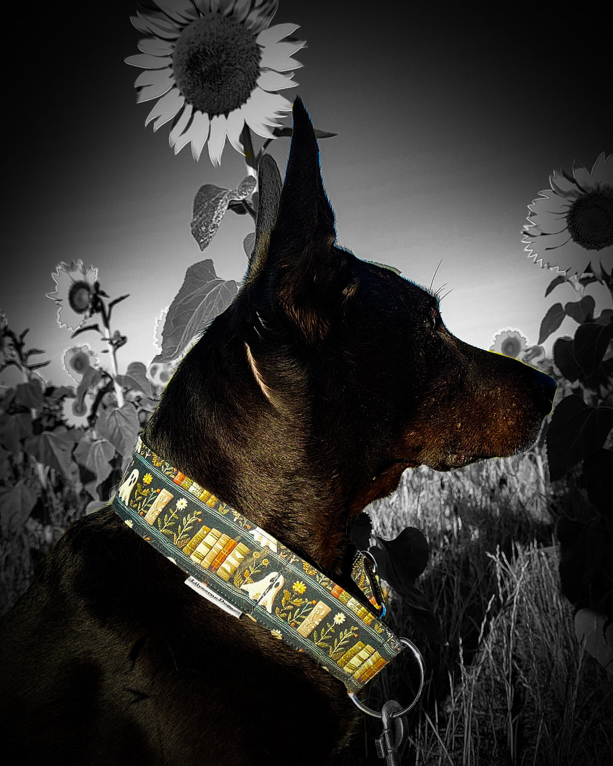 Collier pour chien - Le Fantôme de la Bibliothèque