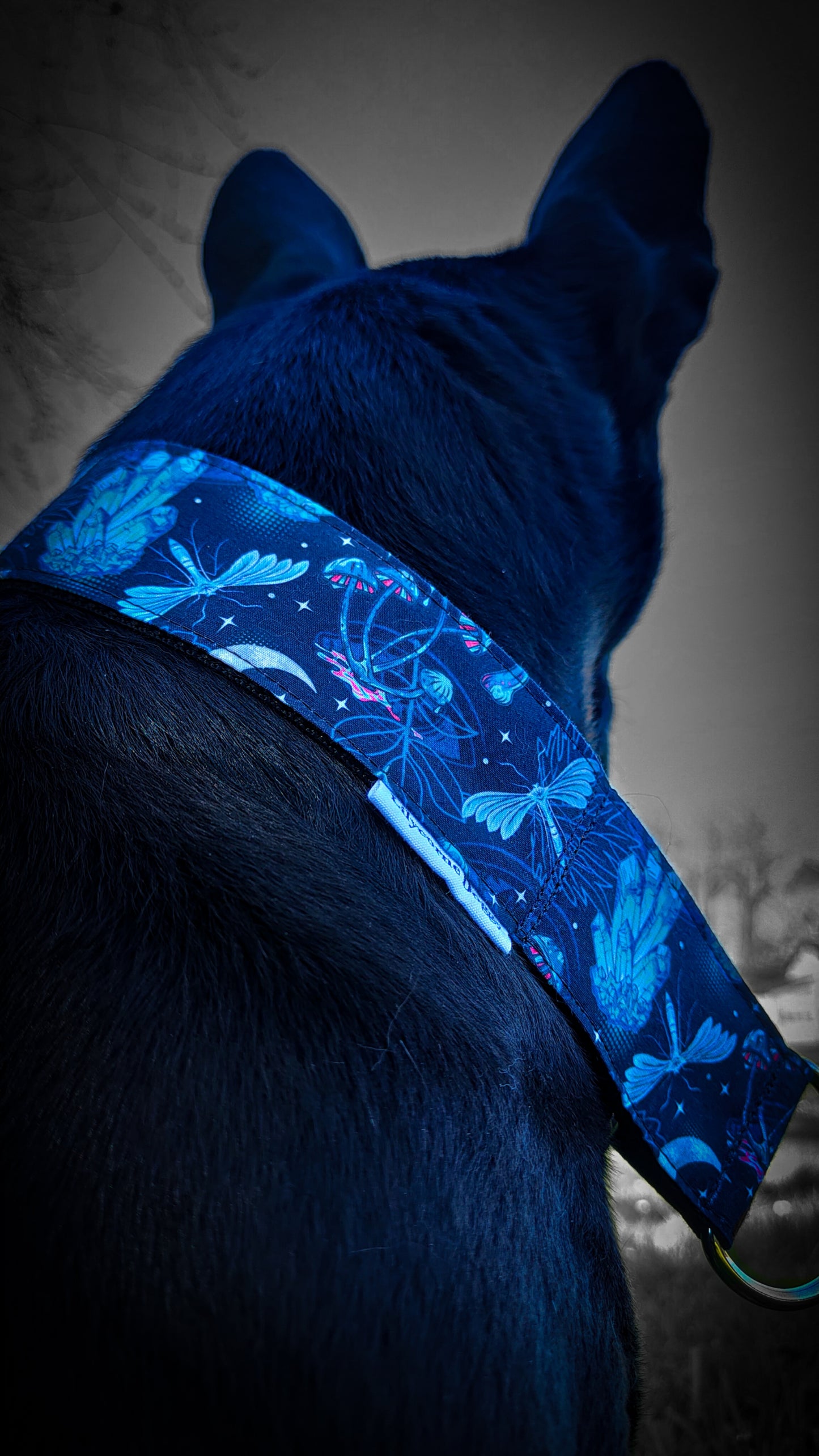 Collier pour chien - Azur