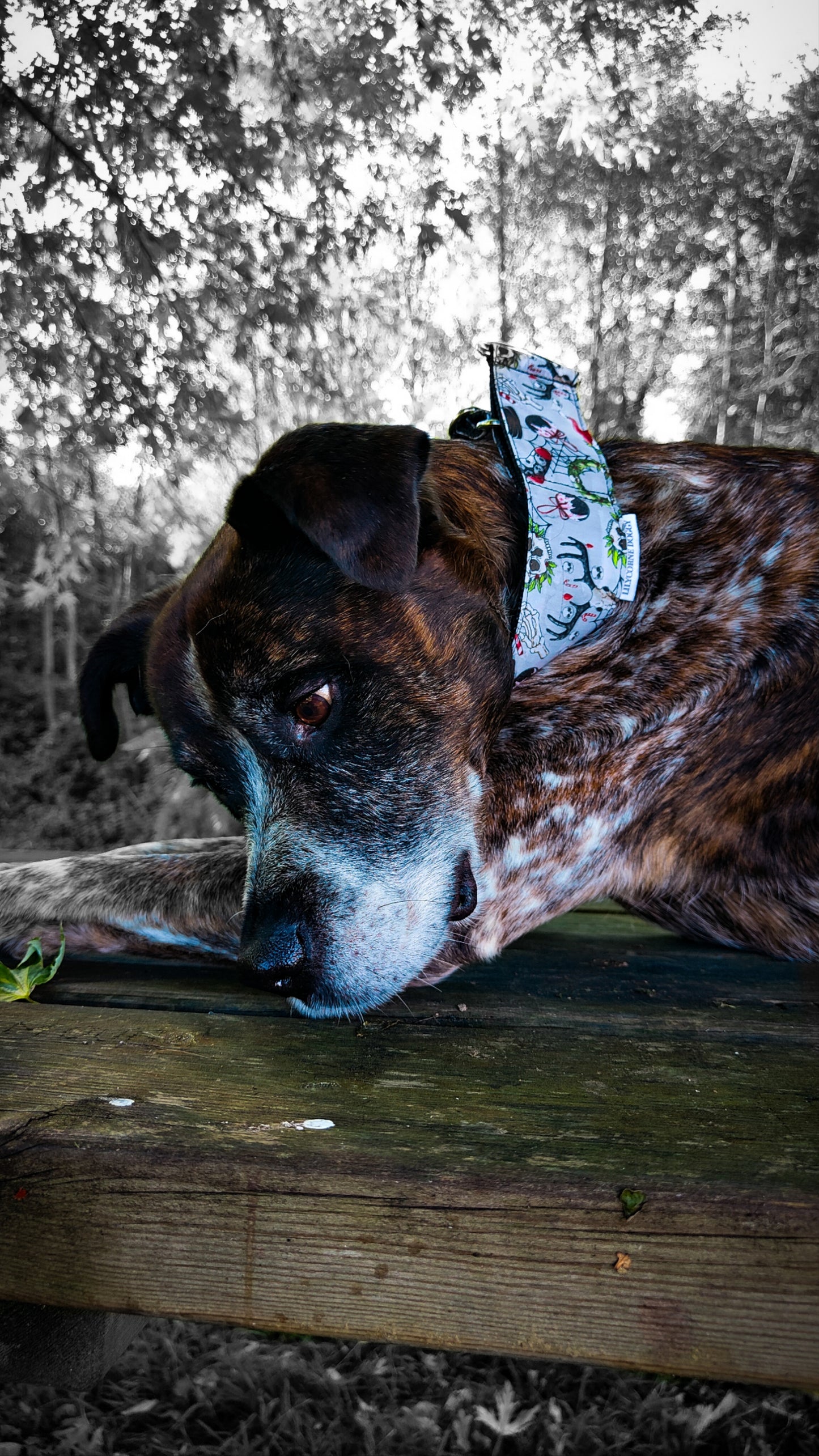 Collier de Noël Dark pour Chien – Édition Macabre