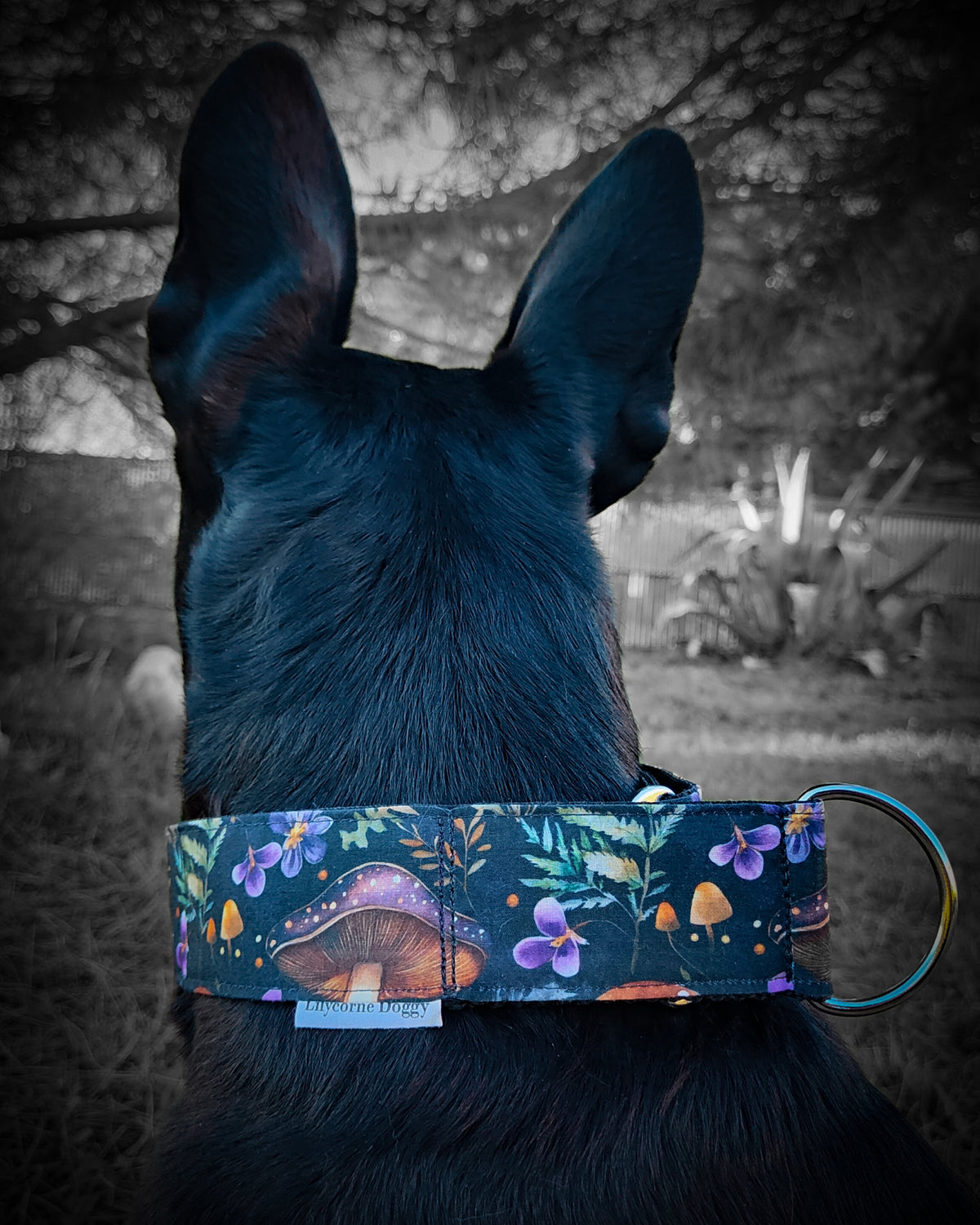 Collier pour chien - Balade Automnale