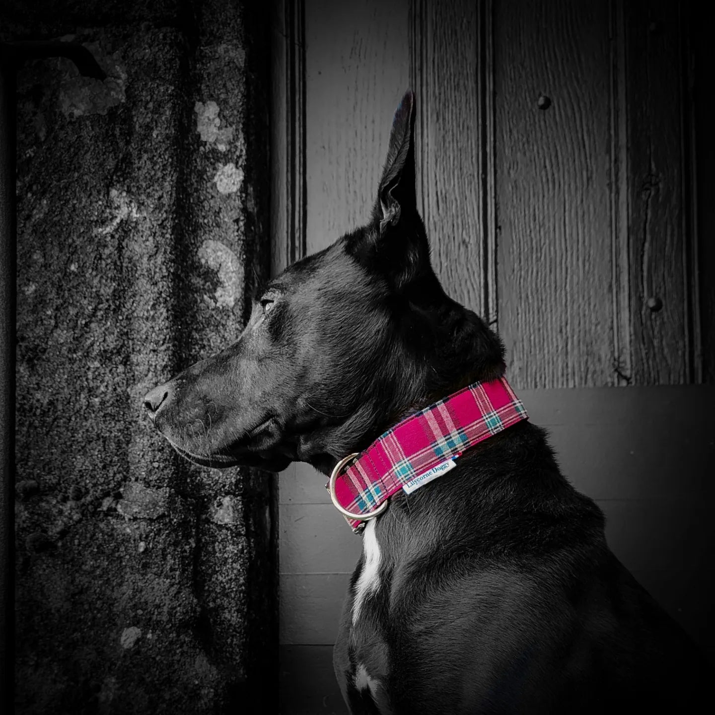 malinois noir avec un collier pour chien tartan rouge. Le look orignal gothique rock qu'il te faut