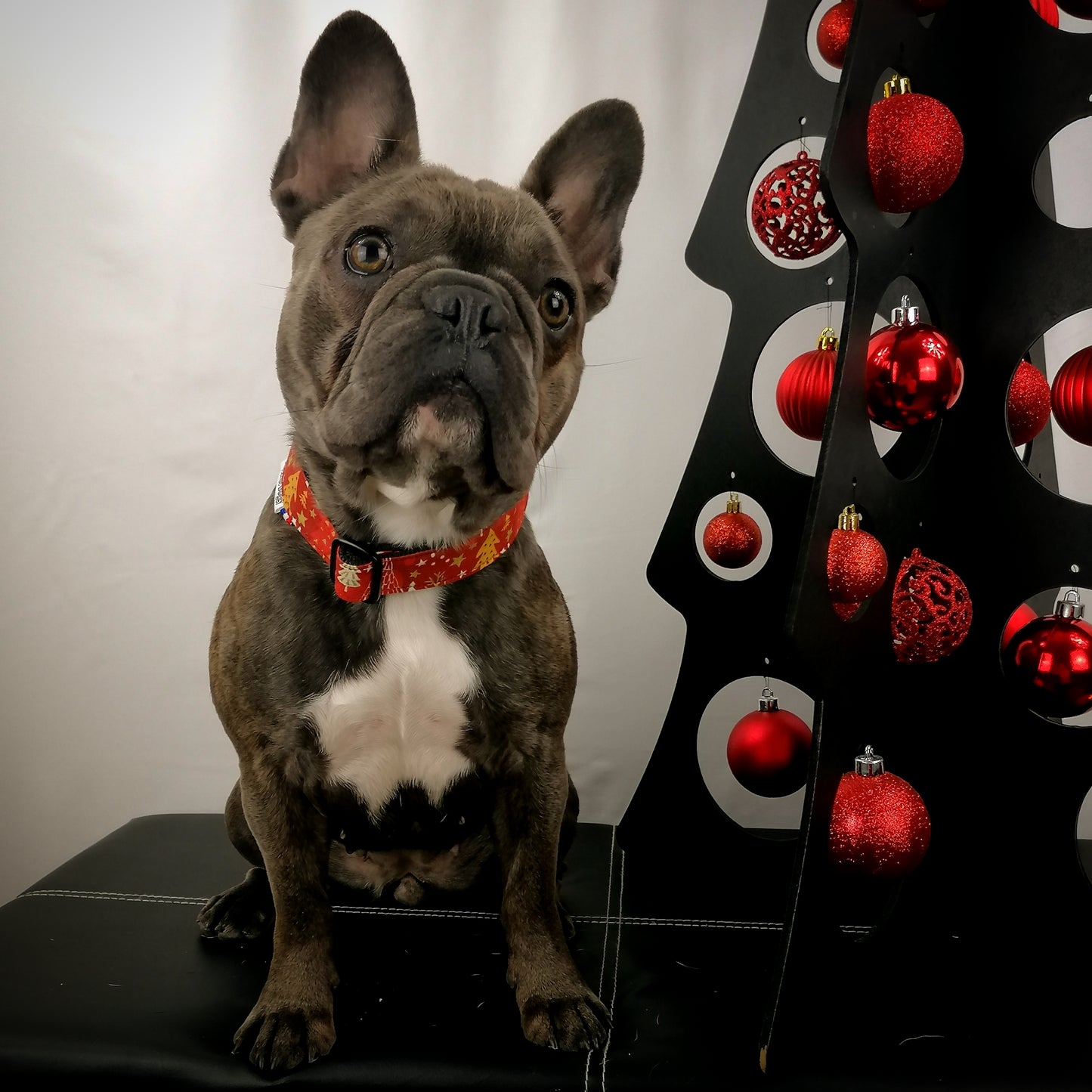 Collier pour chien : Sapin rouge de Noël