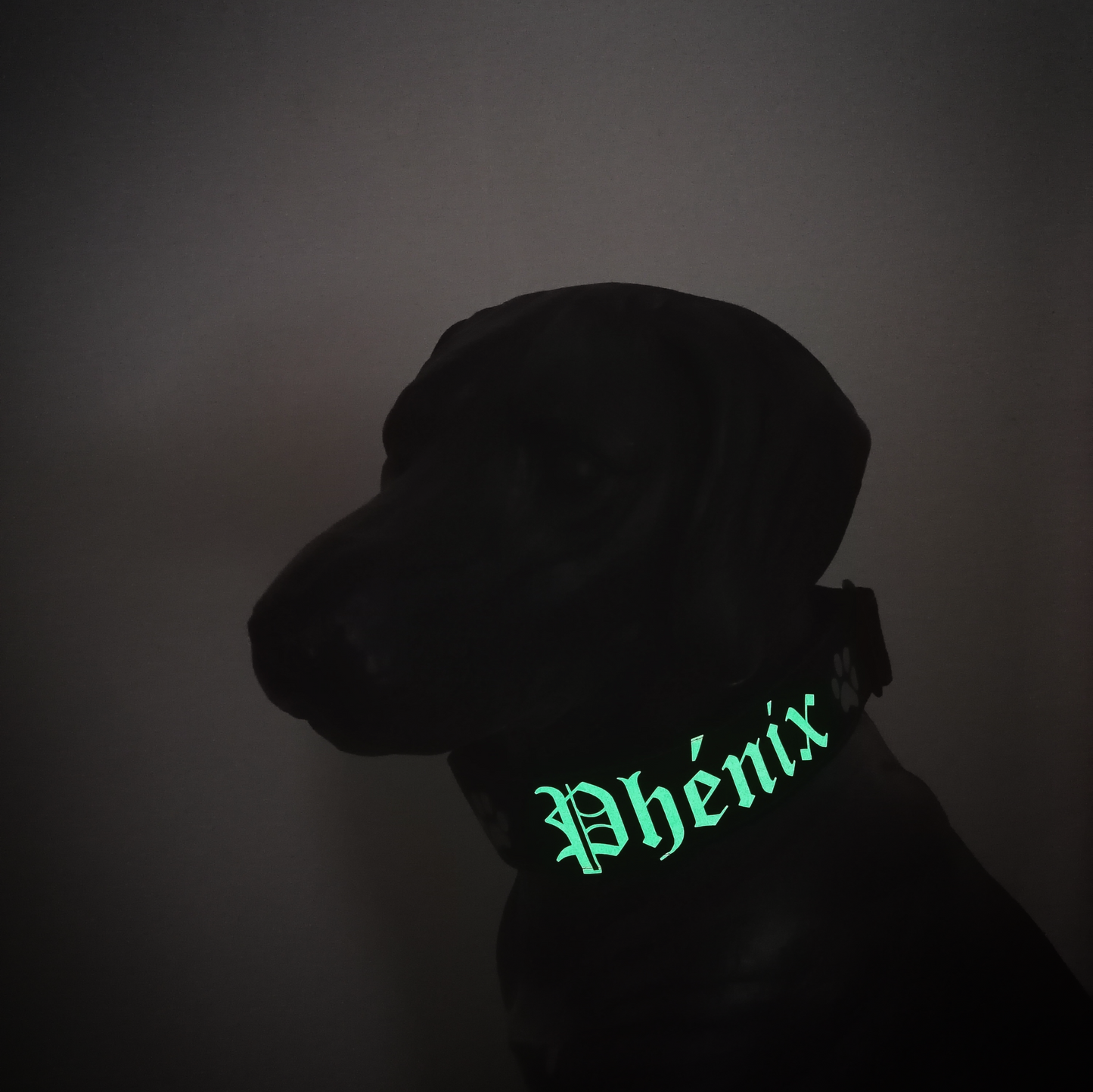 Collier pour chien personnalisé Phénix sur un chien dans le noir. Le prénom du chien brillle dans le noir