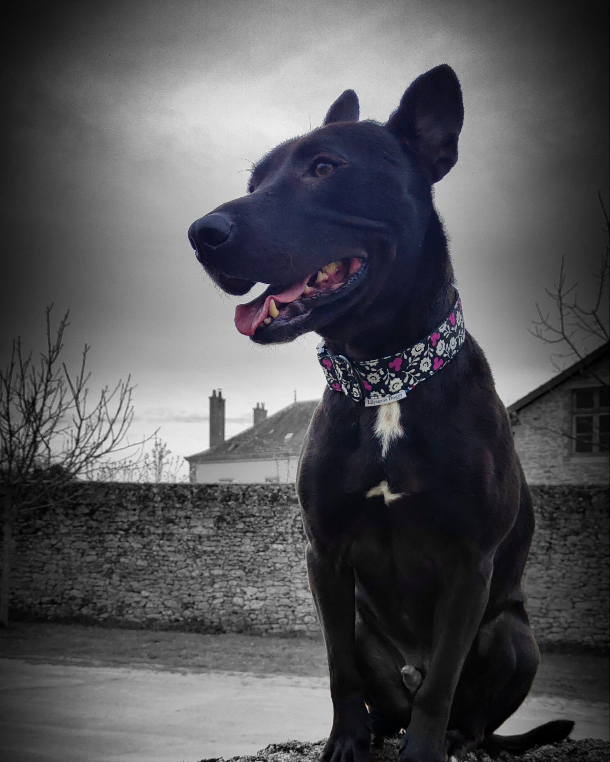chien malinoi noir avec un collier pour chien noir et blanc et des mickey rose