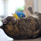 Doudou chat : Bombe à la valériane