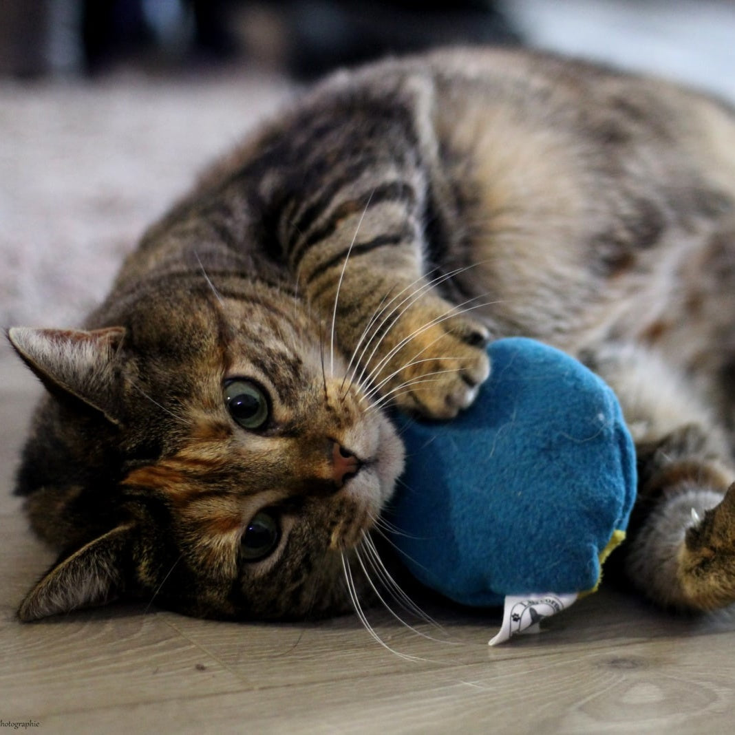Doudou chat : Bombe à la valériane – Lilycornedoggy